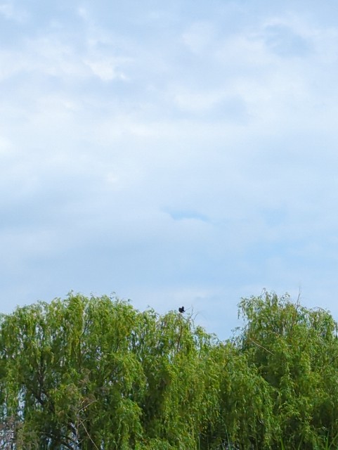 f:id:Pygmalionism00:20250603201431j:image