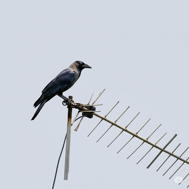 f:id:Pygmalionism00:20250609213821j:image