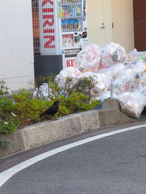 f:id:Pygmalionism00:20250612170924j:image