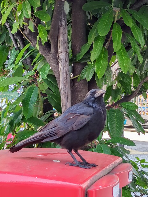 f:id:Pygmalionism00:20250615153125j:image