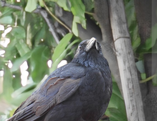 f:id:Pygmalionism00:20250615153137j:image