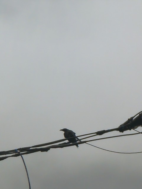 f:id:Pygmalionism00:20250715172638j:image