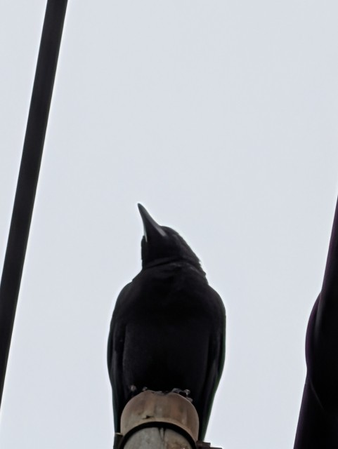 f:id:Pygmalionism00:20250919215545j:image