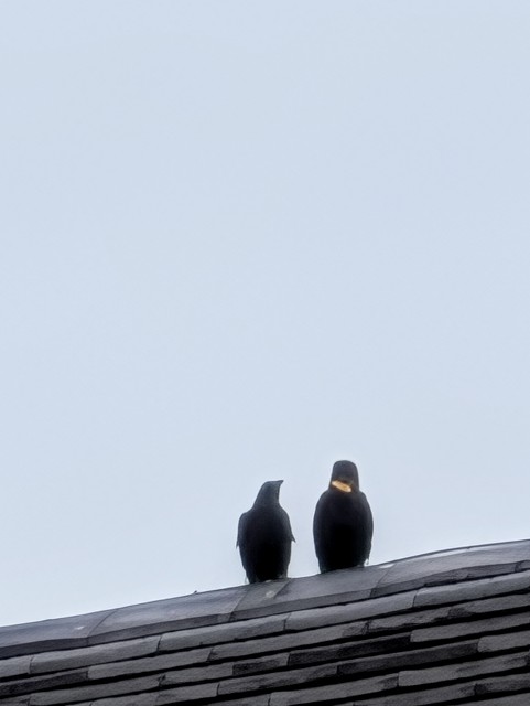 f:id:Pygmalionism00:20251010160239j:image f:id:Pygmalionism00:20251010160239j:image