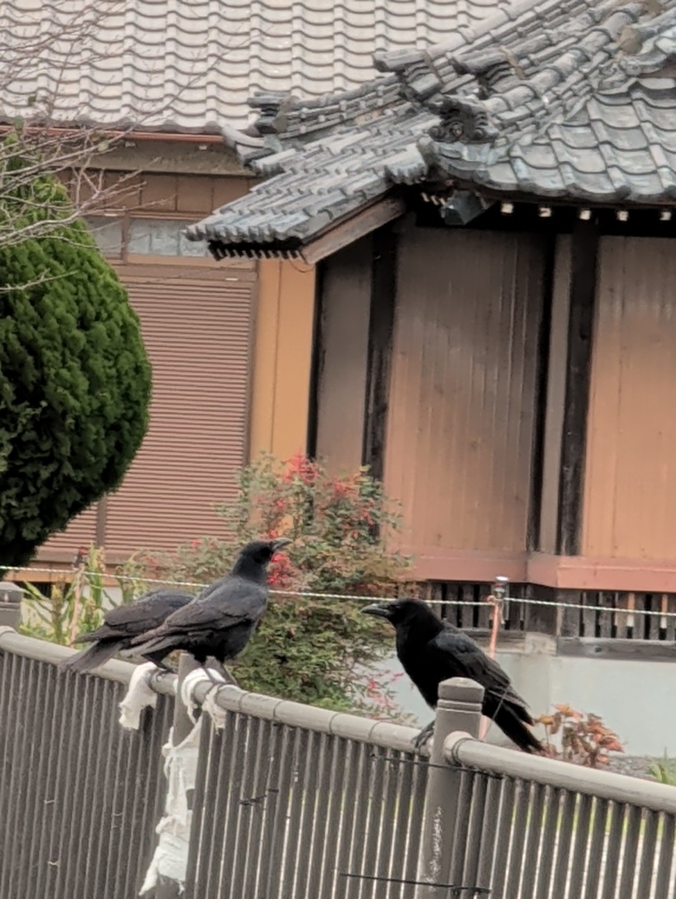 f:id:Pygmalionism00:20251123222040j:image