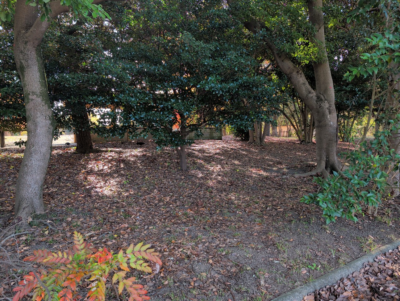 f:id:Pygmalionism00:20251202205343j:image f:id:Pygmalionism00:20251202205343j:image