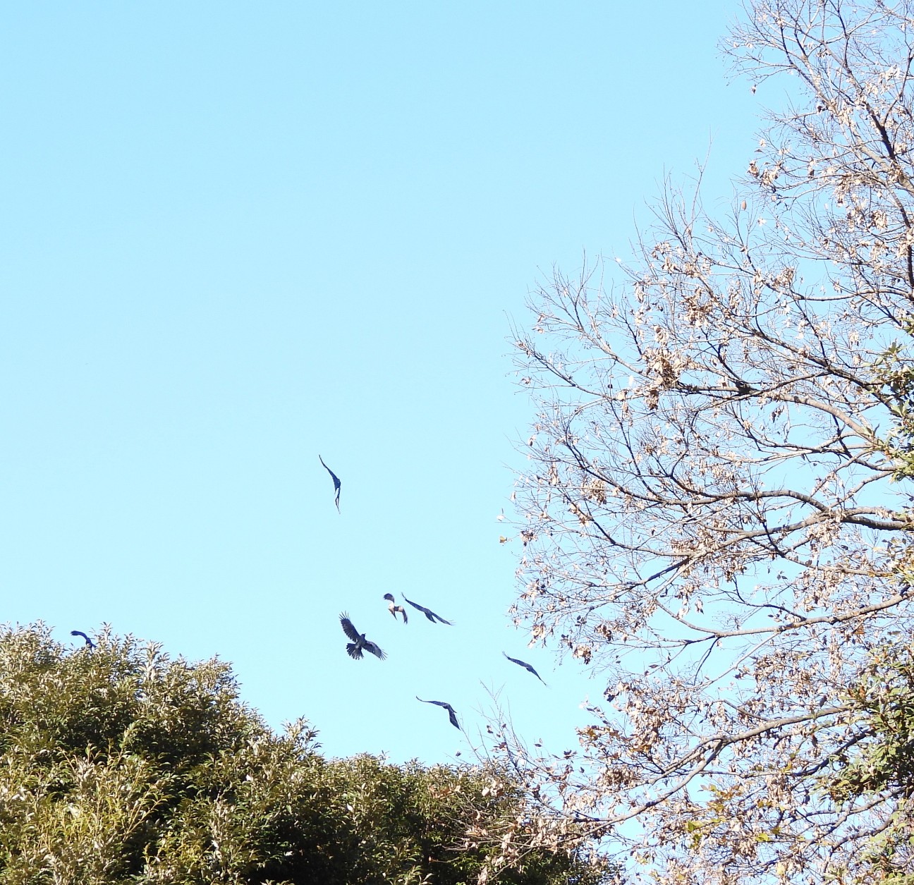 f:id:Pygmalionism00:20251207204502j:image