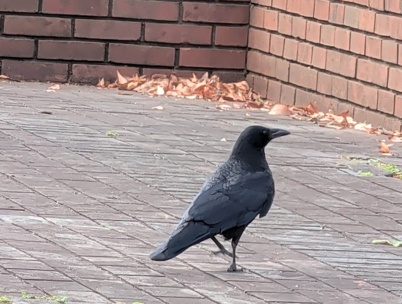 f:id:Pygmalionism00:20251227212132j:image