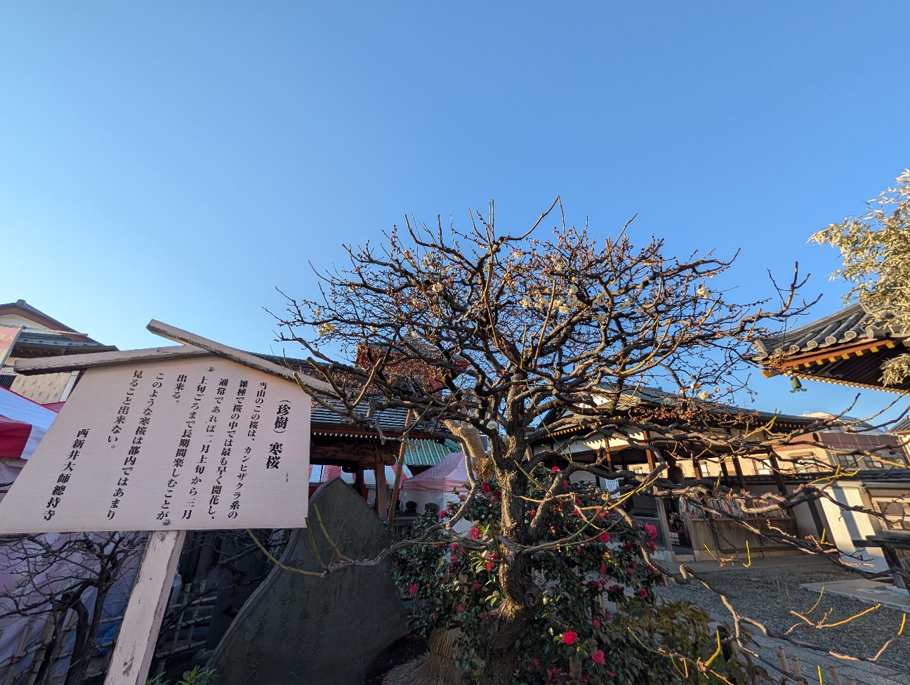 f:id:Pygmalionism00:20260109210742j:image