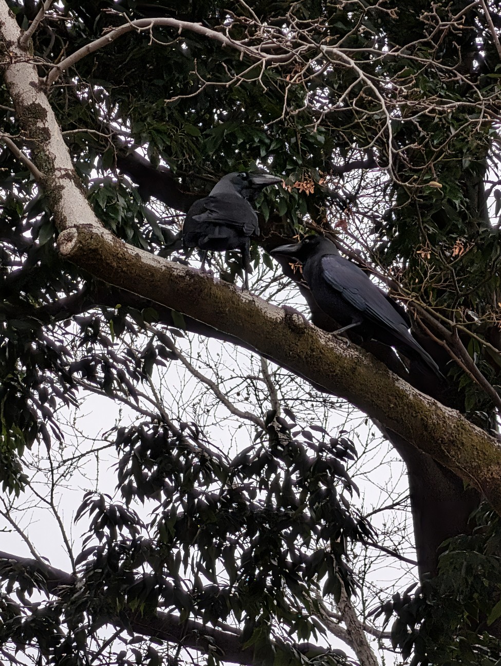 f:id:Pygmalionism00:20260113194353j:image