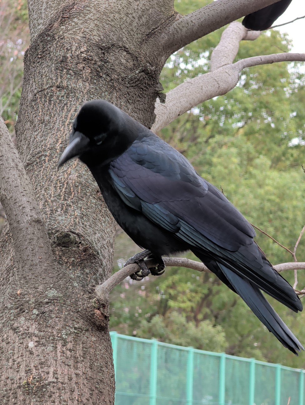 f:id:Pygmalionism00:20260116211144j:image