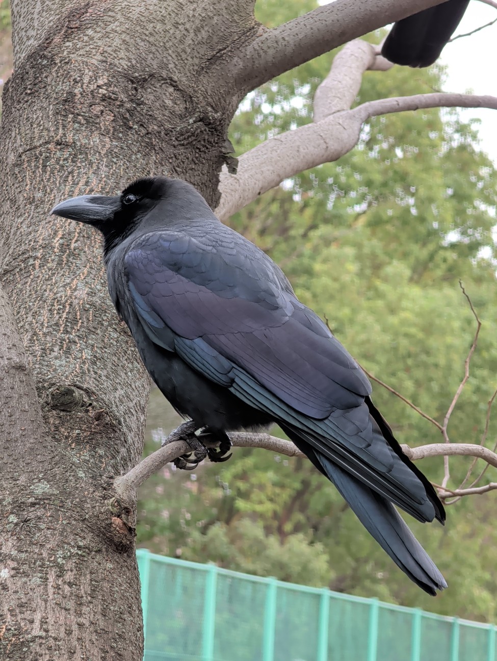 f:id:Pygmalionism00:20260116211446j:image
