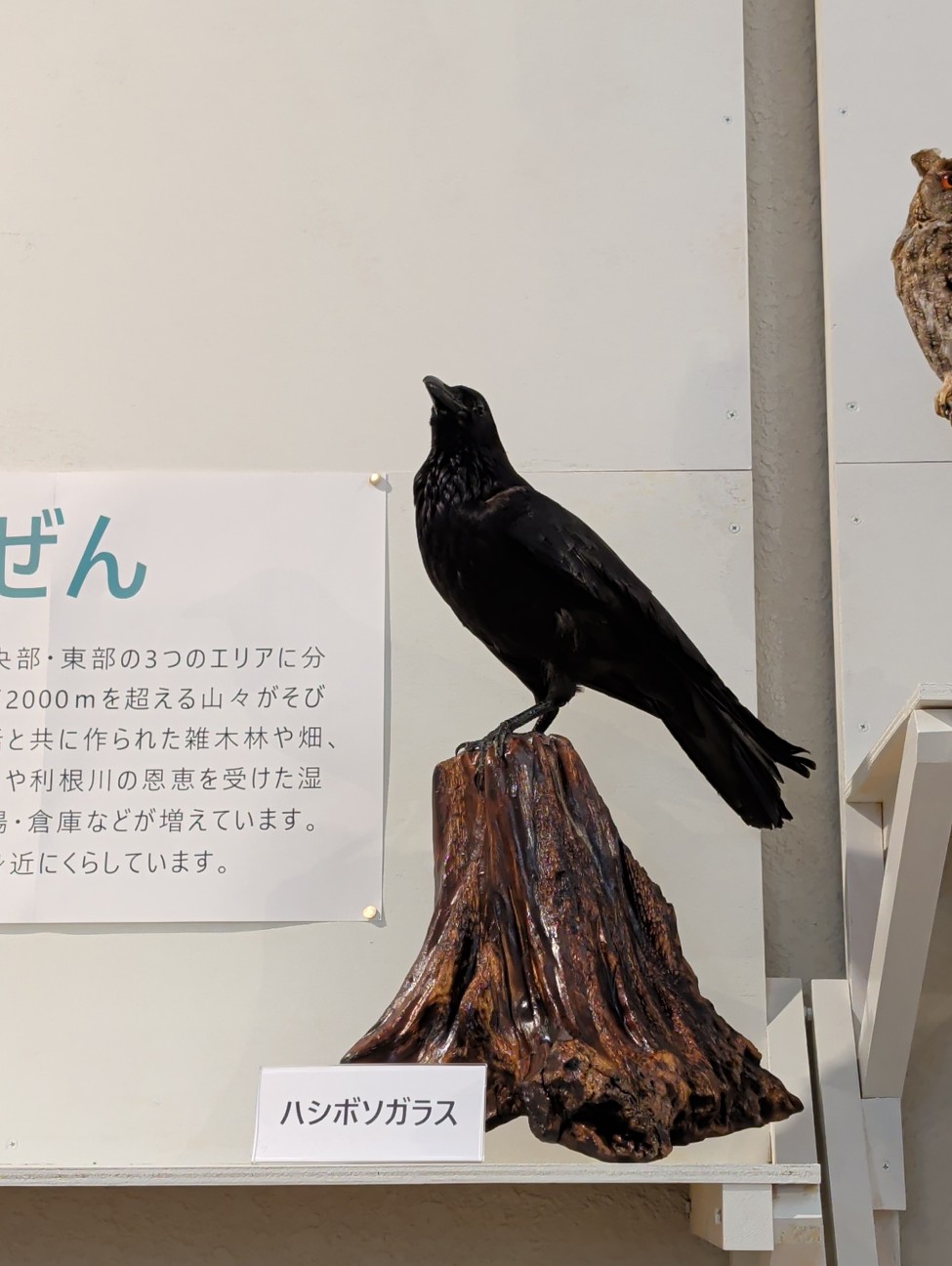 f:id:Pygmalionism00:20260119202457j:image f:id:Pygmalionism00:20260119202457j:image