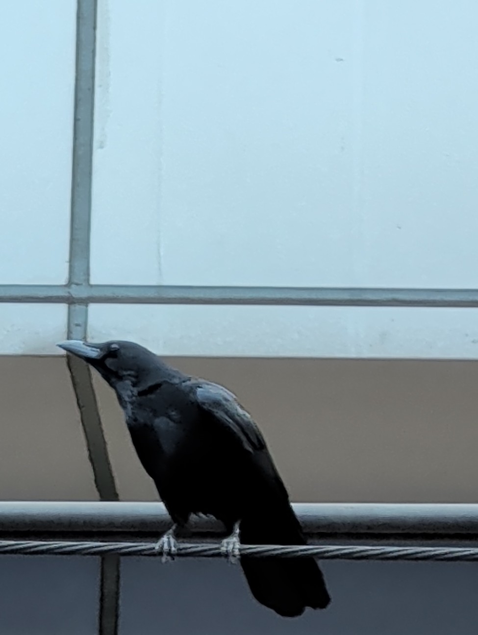 f:id:Pygmalionism00:20260201203930j:image