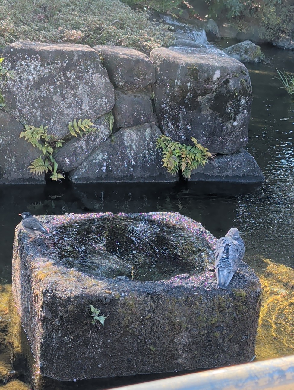 f:id:Pygmalionism00:20260204211628j:image