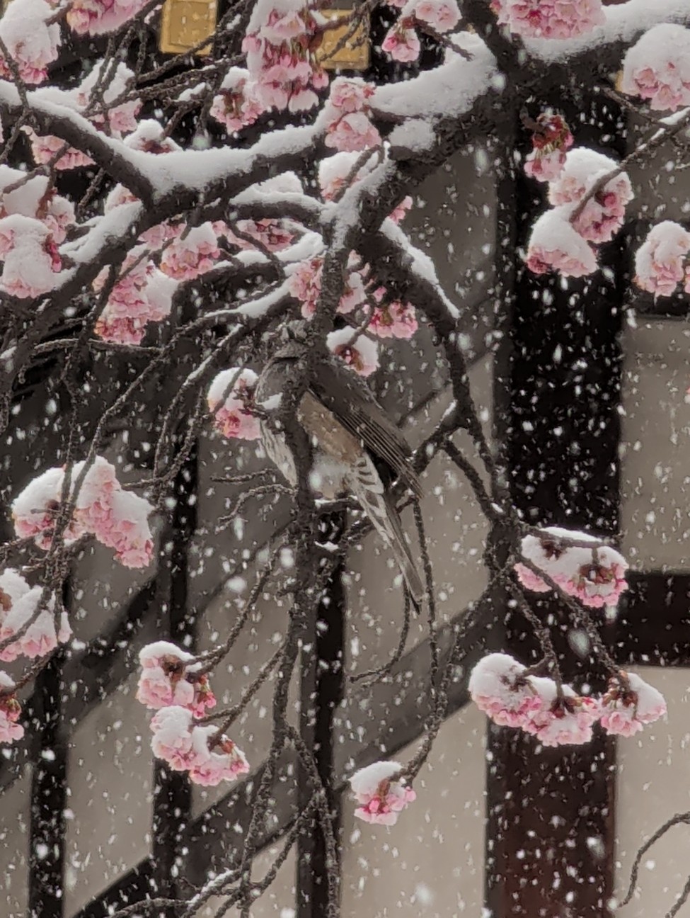 f:id:Pygmalionism00:20260208201958j:image