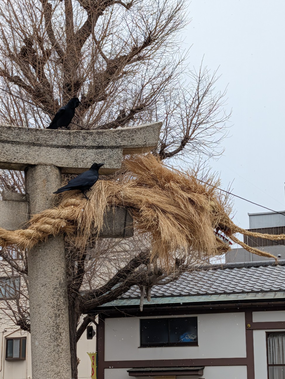 f:id:Pygmalionism00:20260209210146j:image