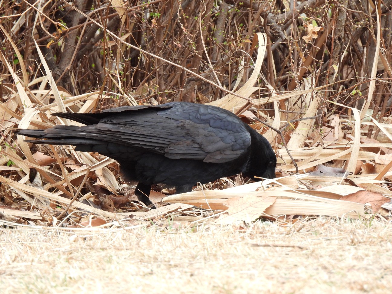 f:id:Pygmalionism00:20260213210806j:image