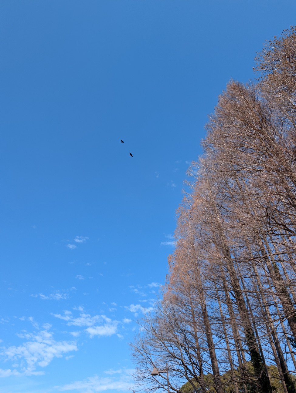 f:id:Pygmalionism00:20260305201311j:image