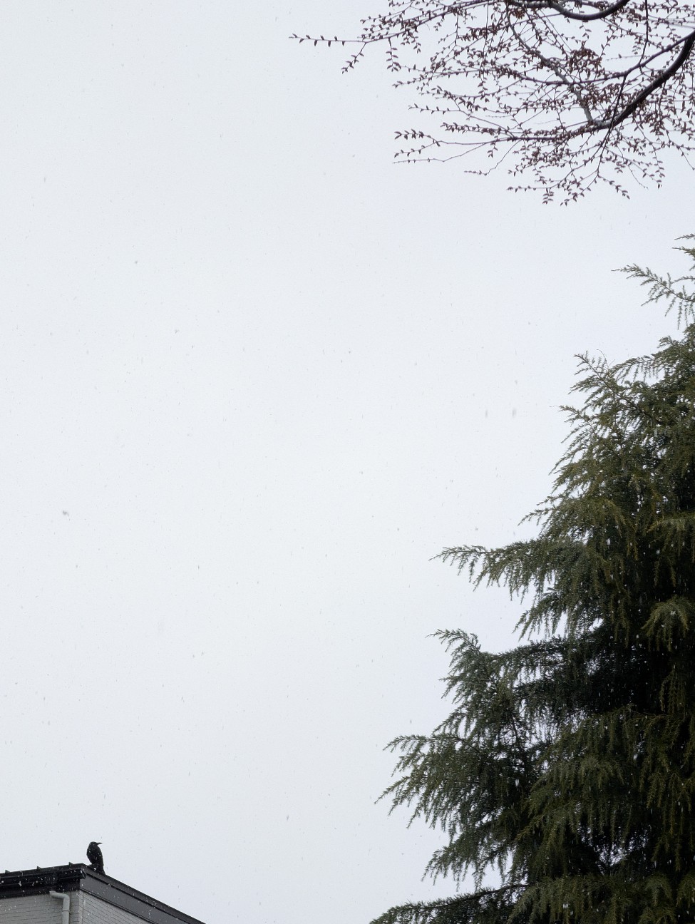 f:id:Pygmalionism00:20260310210133j:image
