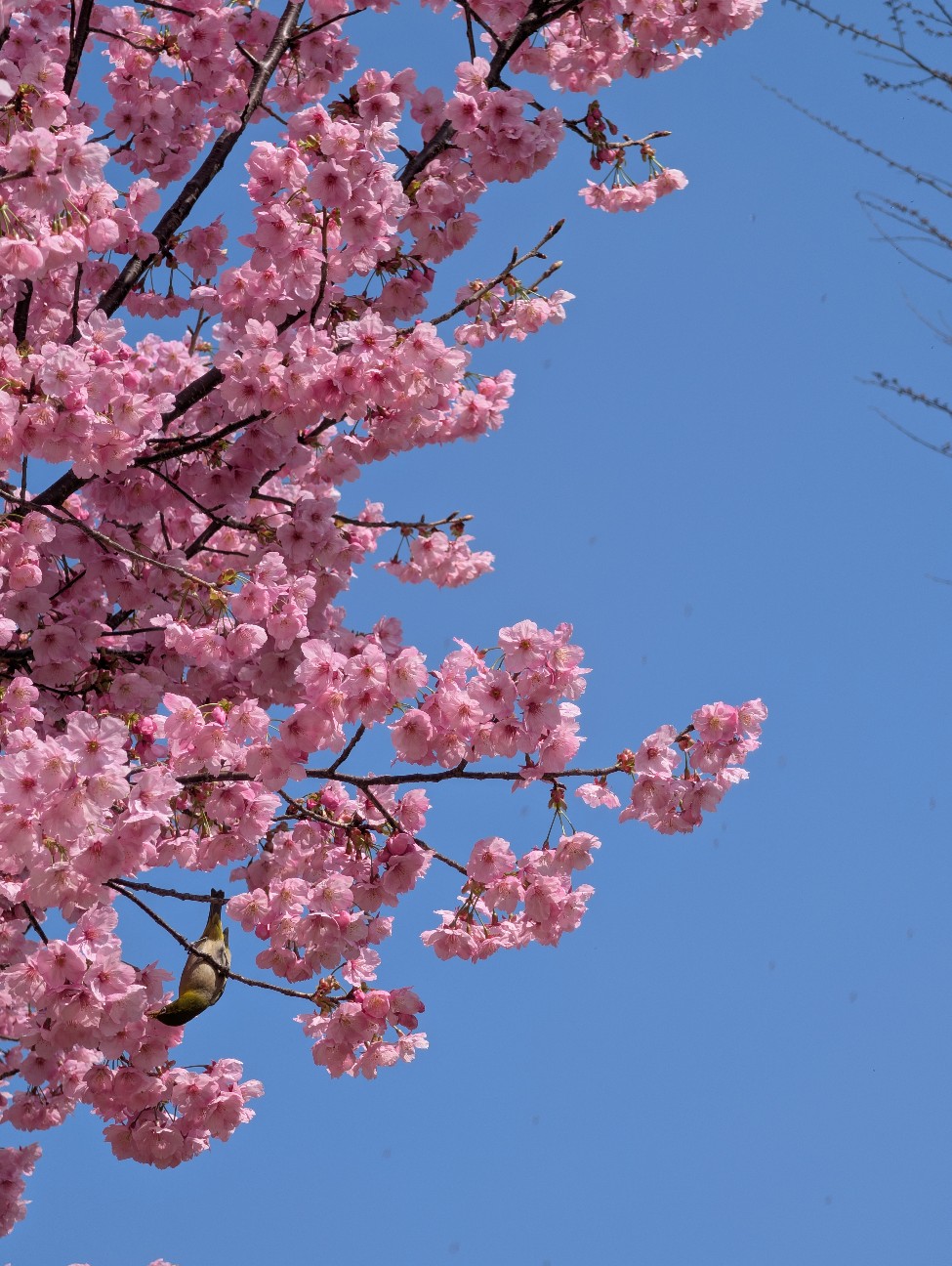 f:id:Pygmalionism00:20260322204442j:image
