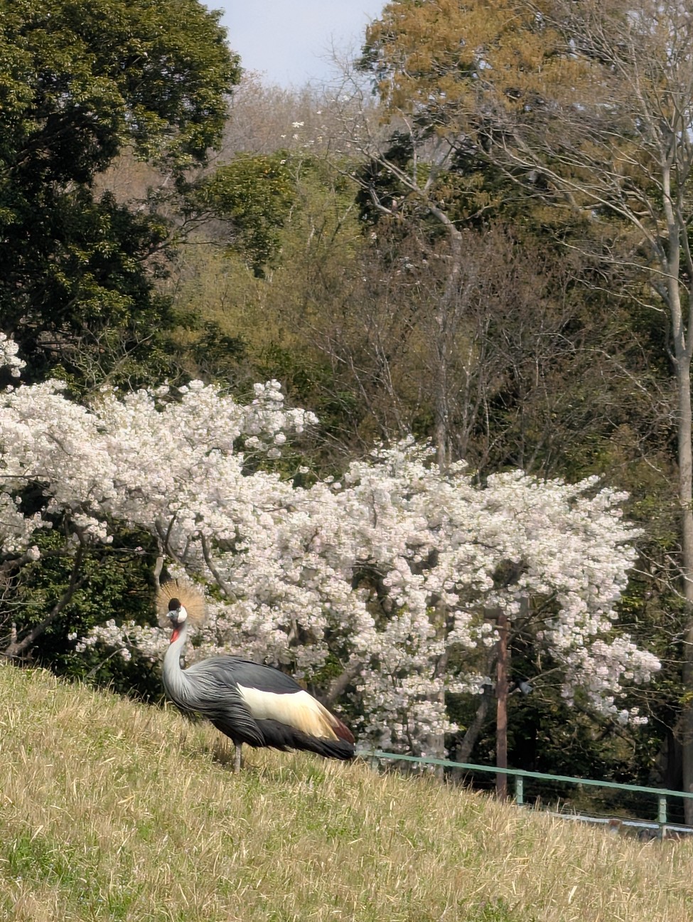 f:id:Pygmalionism00:20260401211641j:image