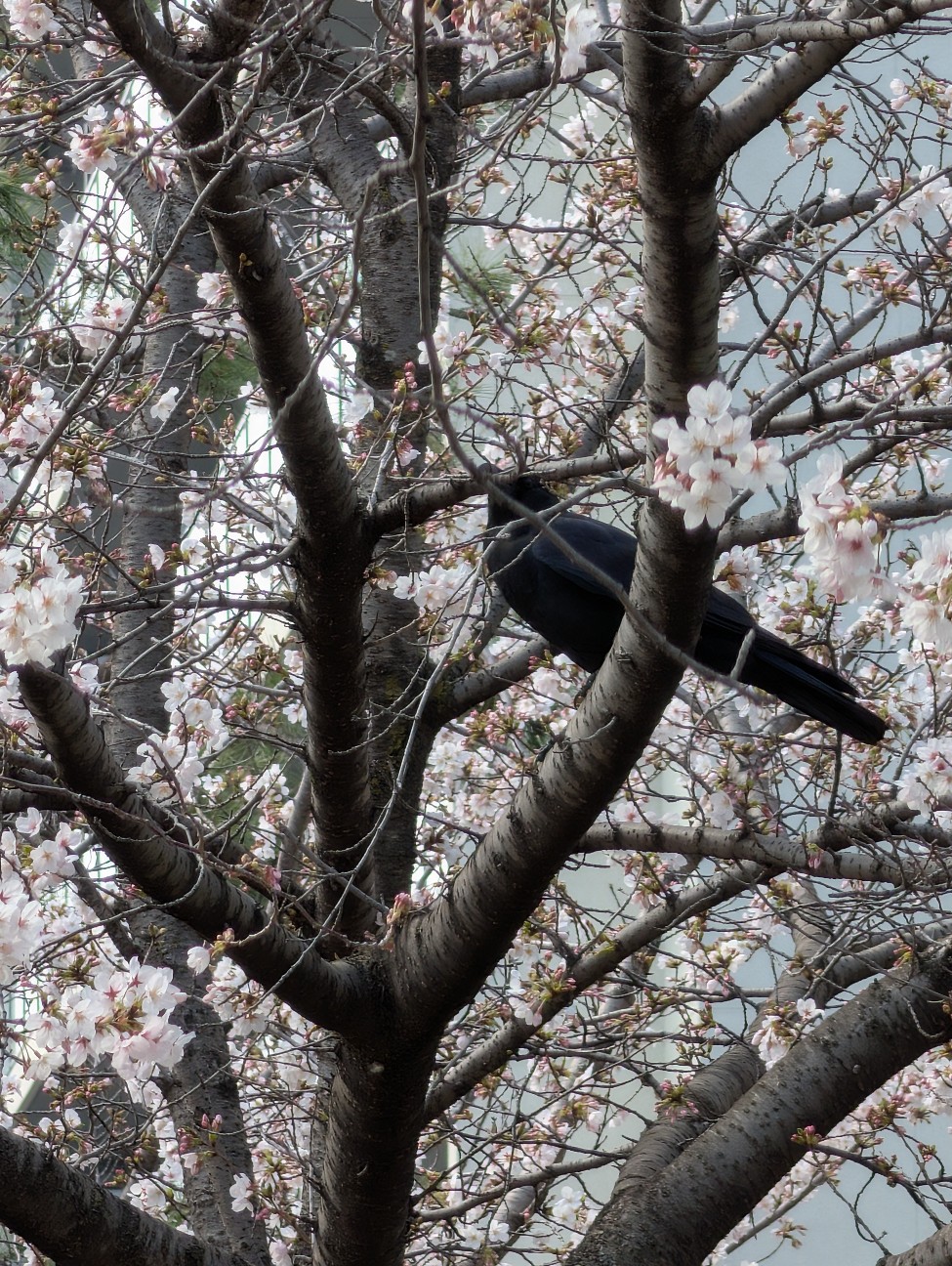 f:id:Pygmalionism00:20260402175843j:image