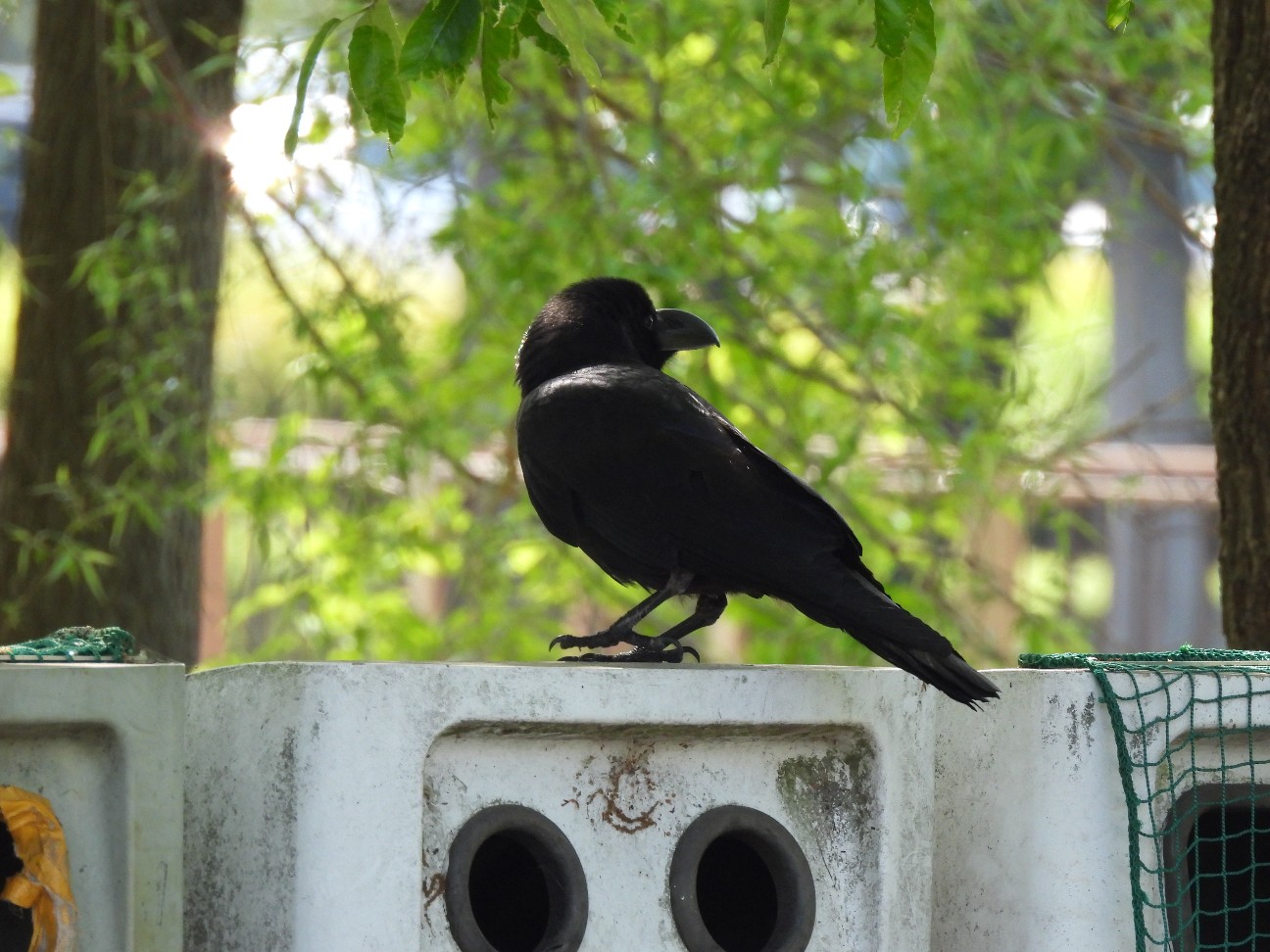 f:id:Pygmalionism00:20260426201959j:image
