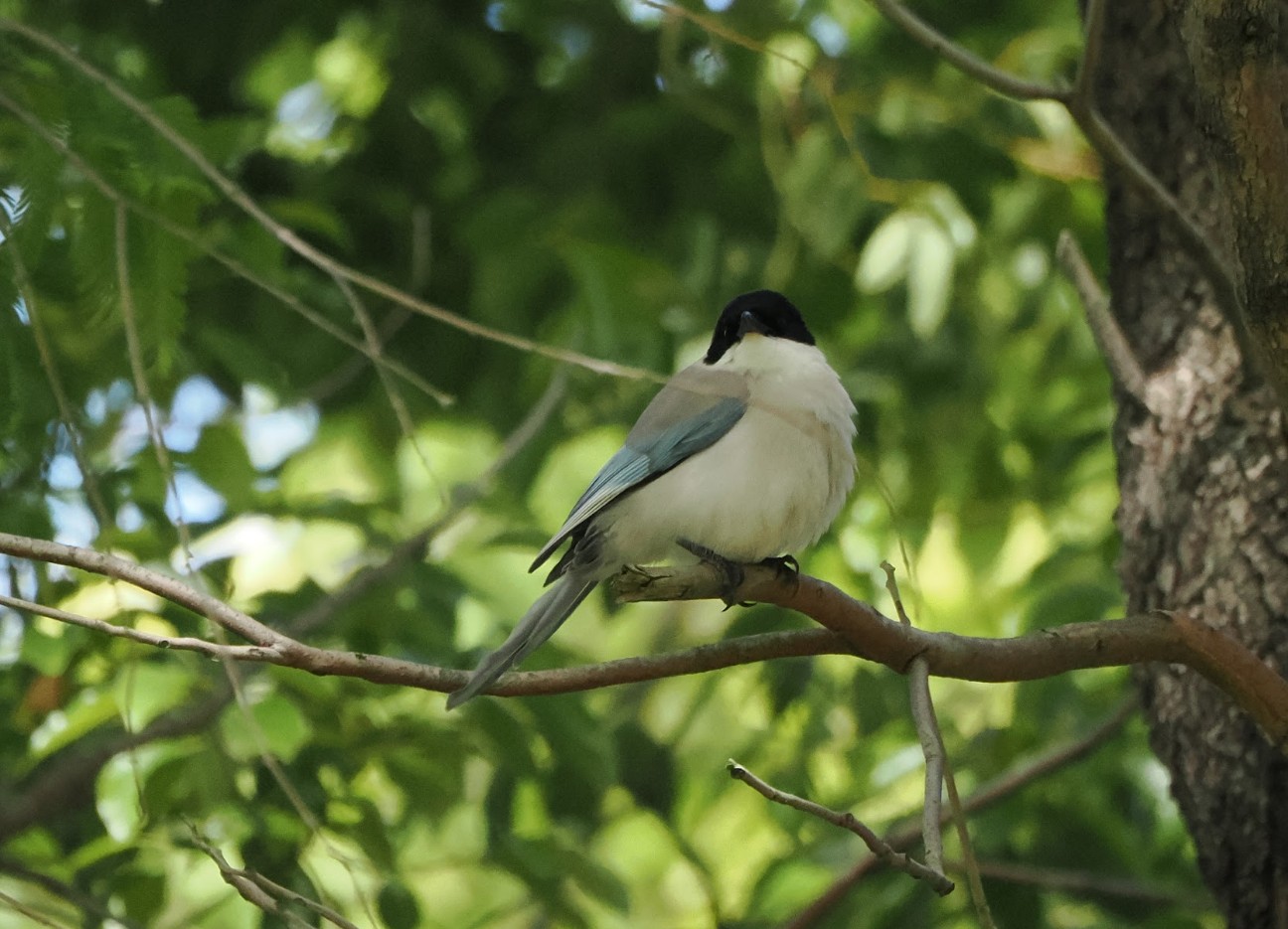f:id:Pygmalionism00:20260510205923j:image