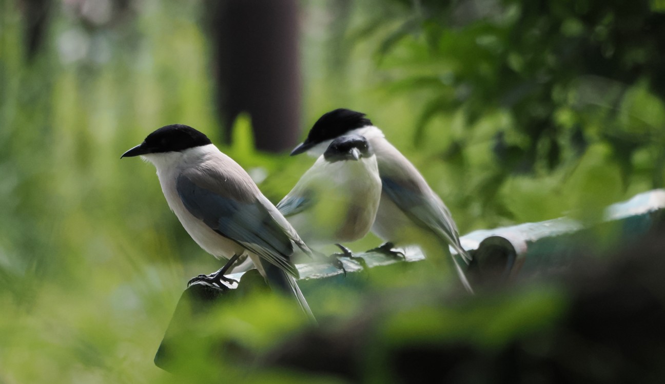 f:id:Pygmalionism00:20260510205926j:image