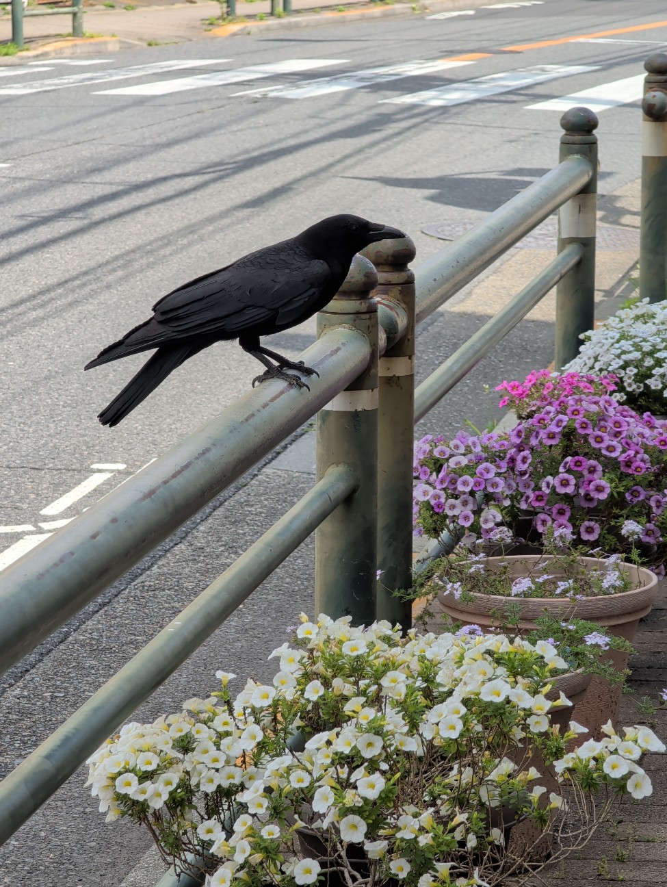 f:id:Pygmalionism00:20260511213917j:image