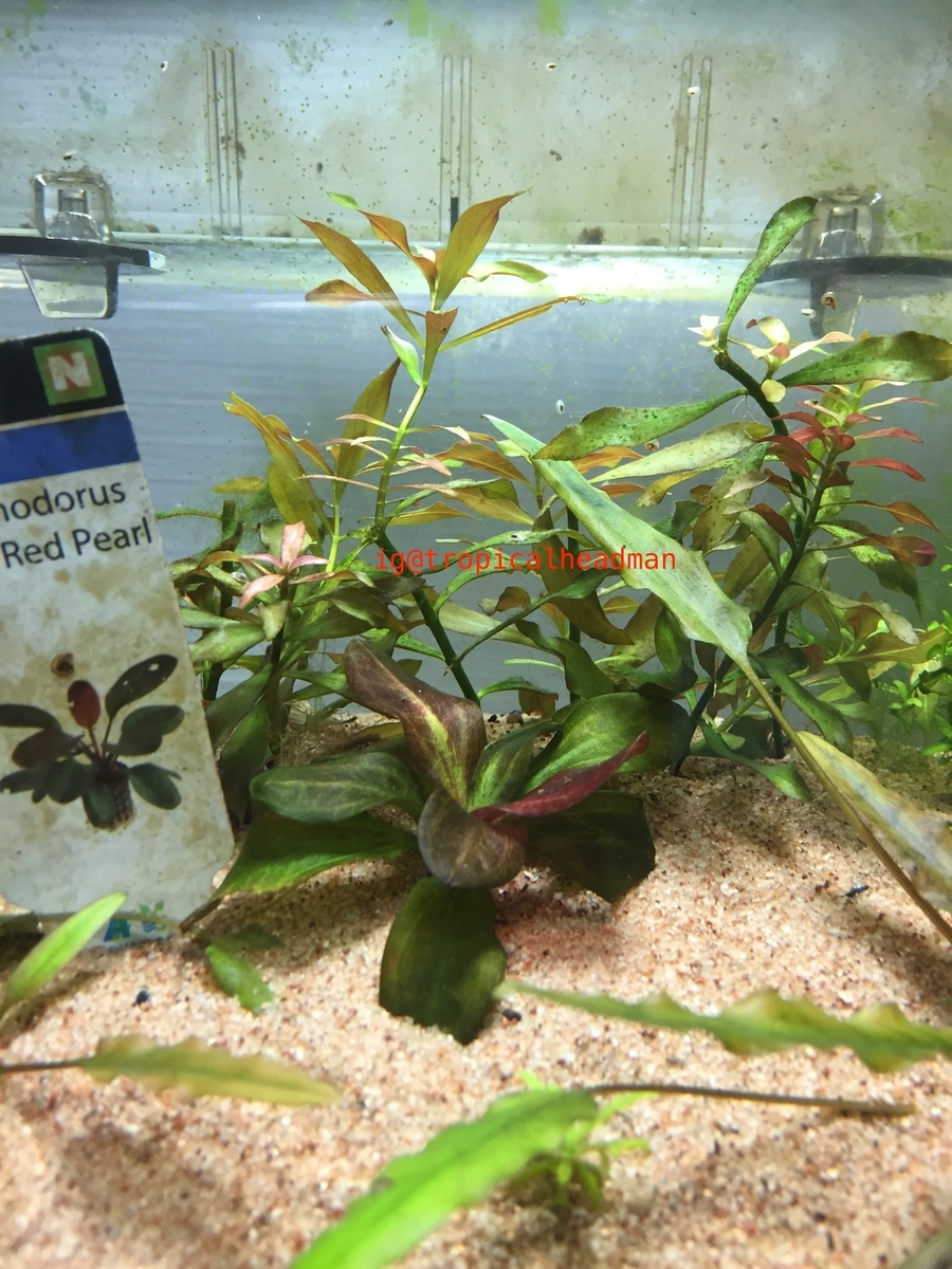 エキノドルス ハディ レッドパール(Echinodorus Hadi Red Pearl)の成長