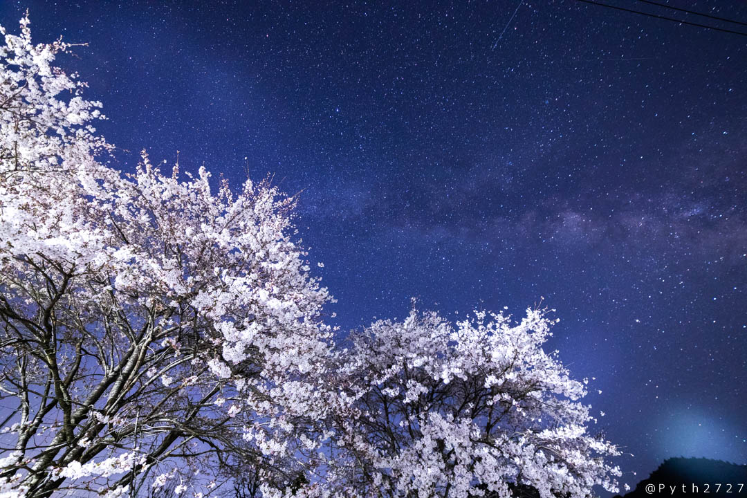 キヌエ桜と天の川