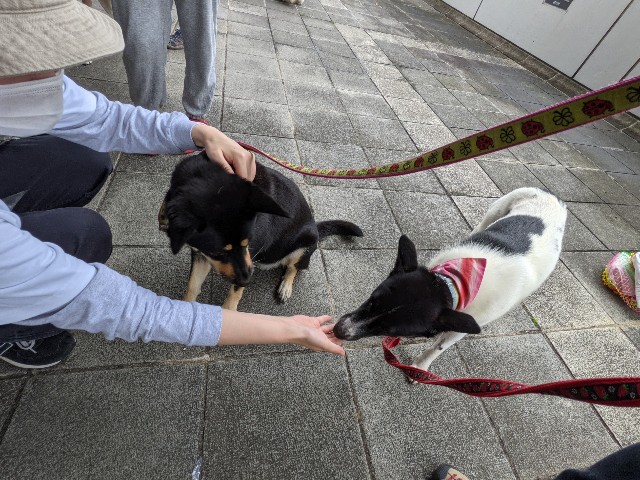 f:id:Q-UPDOG:20210917100217j:image