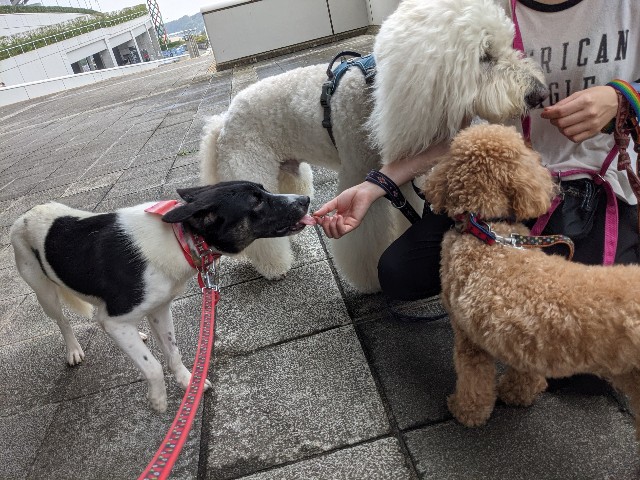 f:id:Q-UPDOG:20210917100322j:image