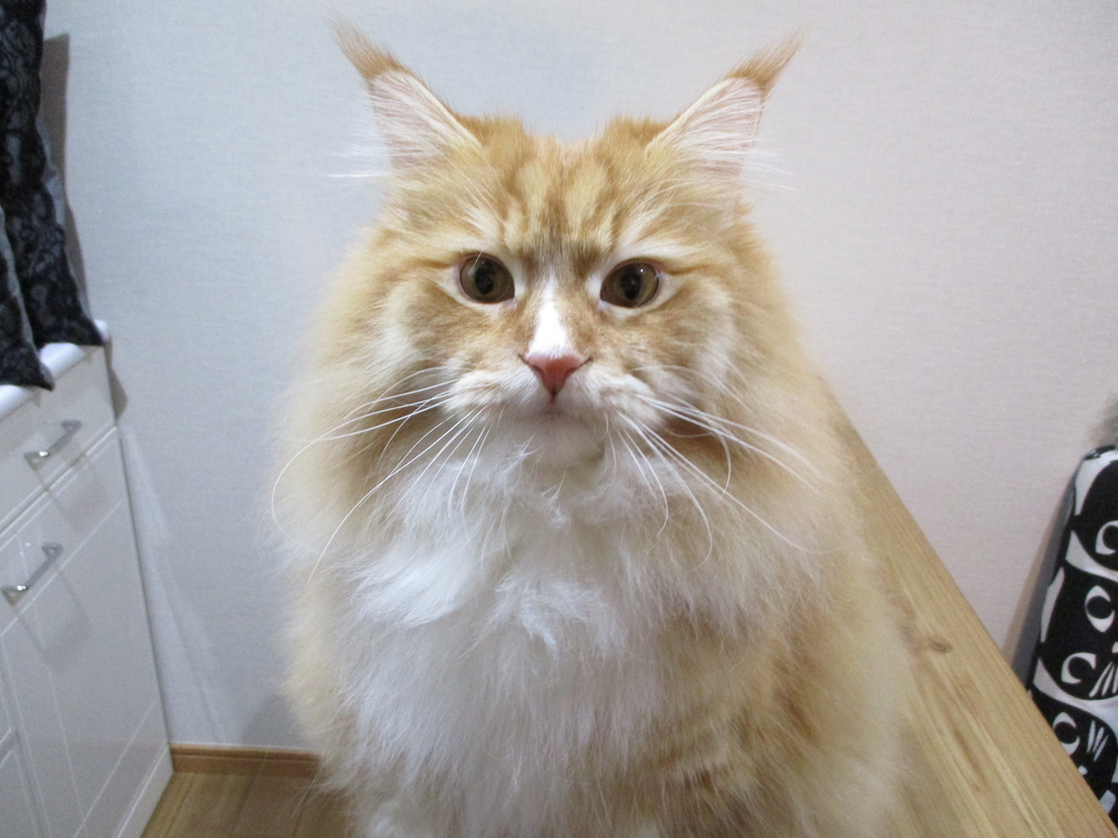 f:id:Q-tadegozaru:20190108181753j:plain f:id:Q-tadegozaru:20190108181753j:plain