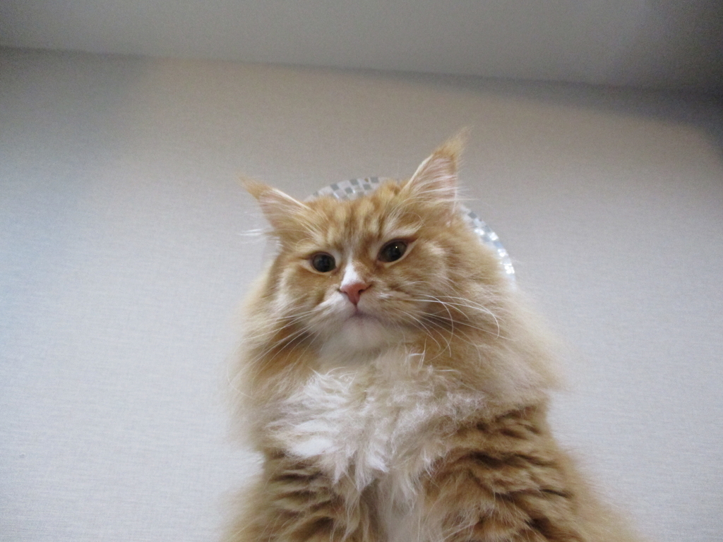 f:id:Q-tadegozaru:20190110225007j:plain f:id:Q-tadegozaru:20190110225007j:plain
