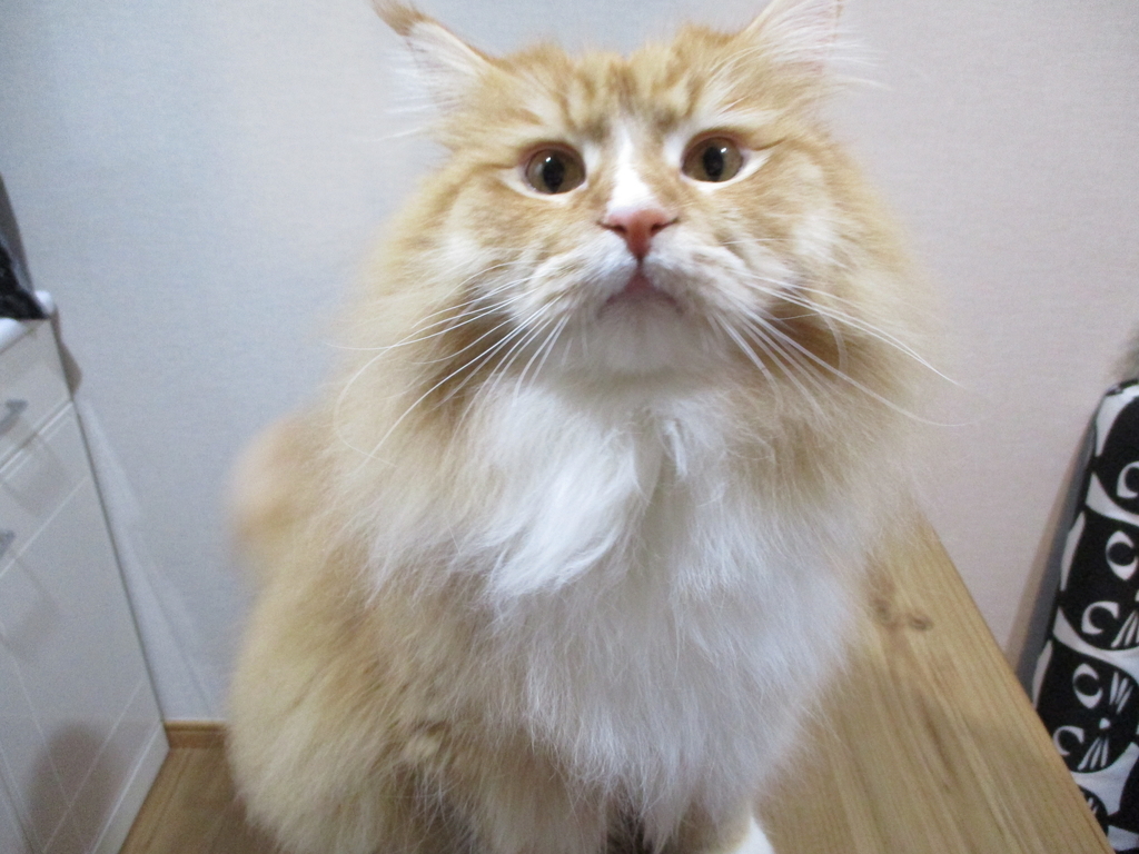 f:id:Q-tadegozaru:20190125024529j:plain f:id:Q-tadegozaru:20190125024529j:plain