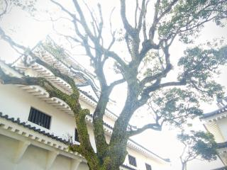 f:id:QHHT:20170621112057p:plain