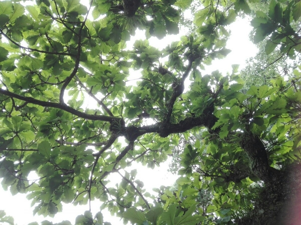 f:id:QHHT:20170910115231j:plain