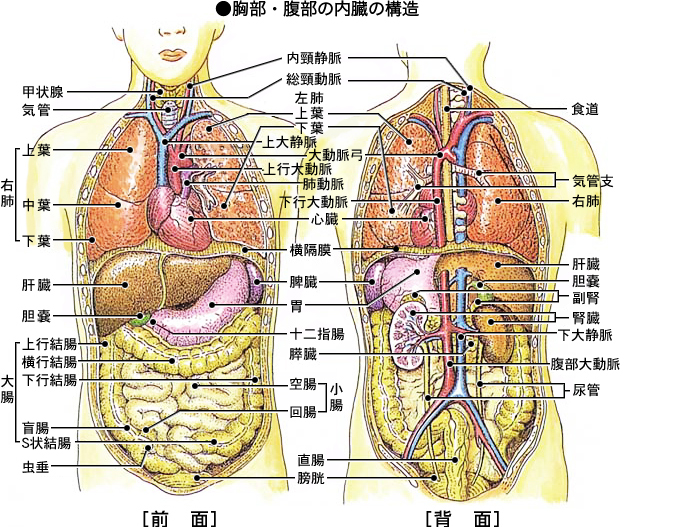 人体解剖図