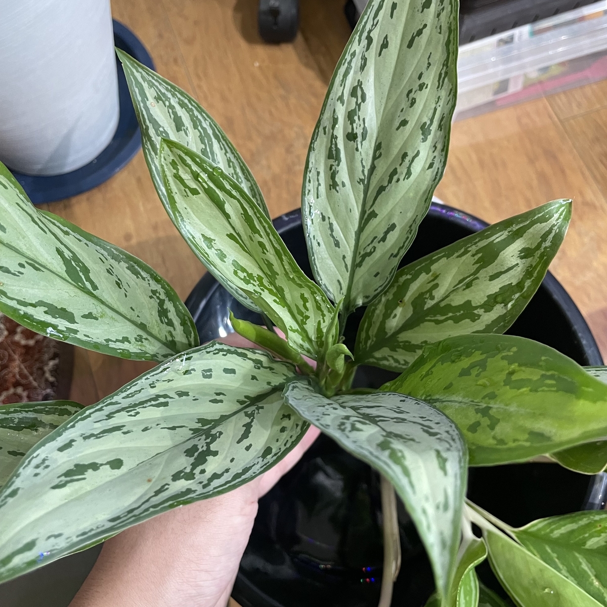 激レア　アグラオネマ　Aglaonema ゾリナ Zorina 激レア アグラオネマ Aglaonema ゾリナ Zorina （1月16日(木