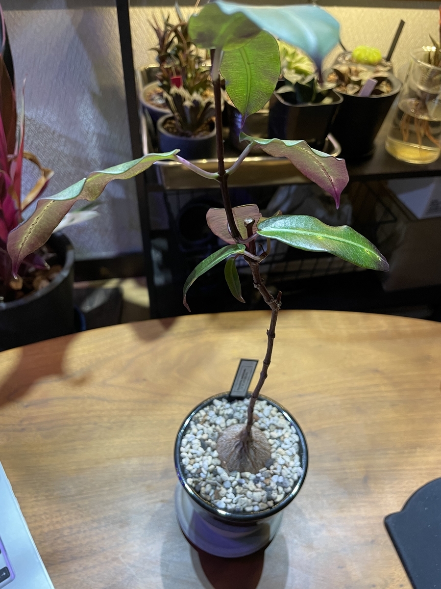 一属一種】ペトペンチア・ナタレンシスのお話。 - QP PLANTS