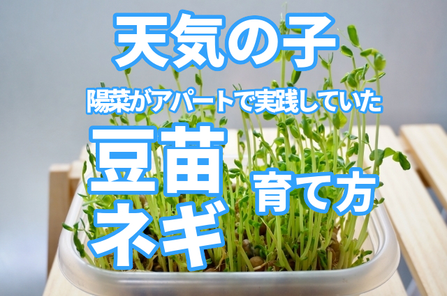 豆苗とネギの育て方 話題作 天気の子 にも出てきたリボベジを再現 Quatre キャトル の庭 豆苗とネギの育て方 話題作 天気の子 にも出てきたリボベジを再現 Quatre キャトル の庭