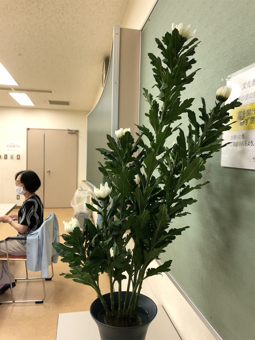 生花 一種生 Queen 50th Anniversary