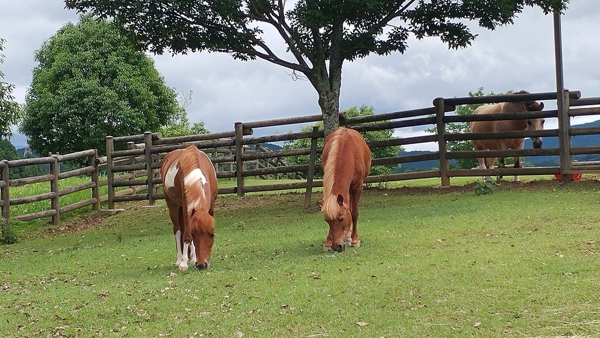 f:id:Qpkowa:20201225171107j:plain