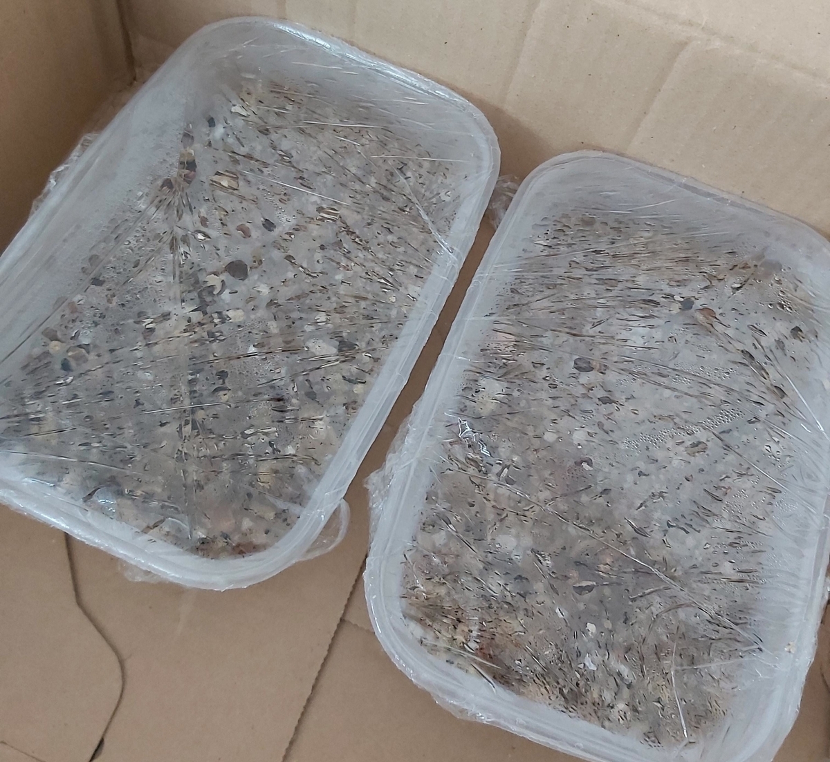 多肉植物 ハオルチアの種を植えた 初めてのどきどきわくわく実生 Queseraseraenglandのブログ 多肉植物 ハオルチアの種を植えた 初めてのどきどきわくわく実生 Queseraseraenglandのブログ
