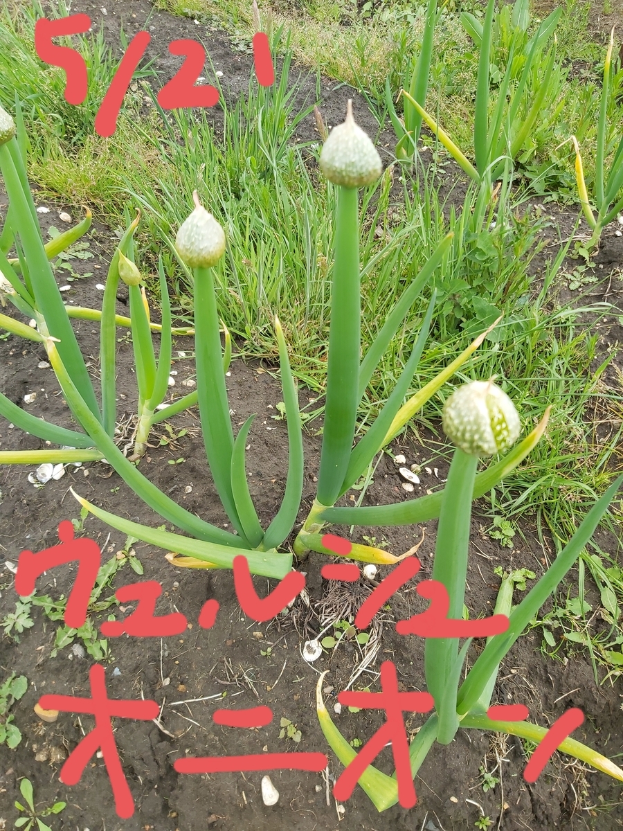 f:id:QueSeraSeraEngland:20210521231845j:plain