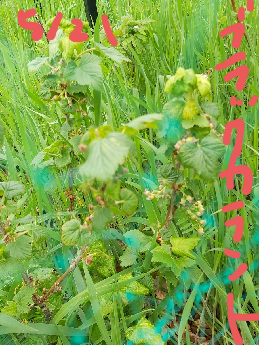 f:id:QueSeraSeraEngland:20210521232120j:plain
