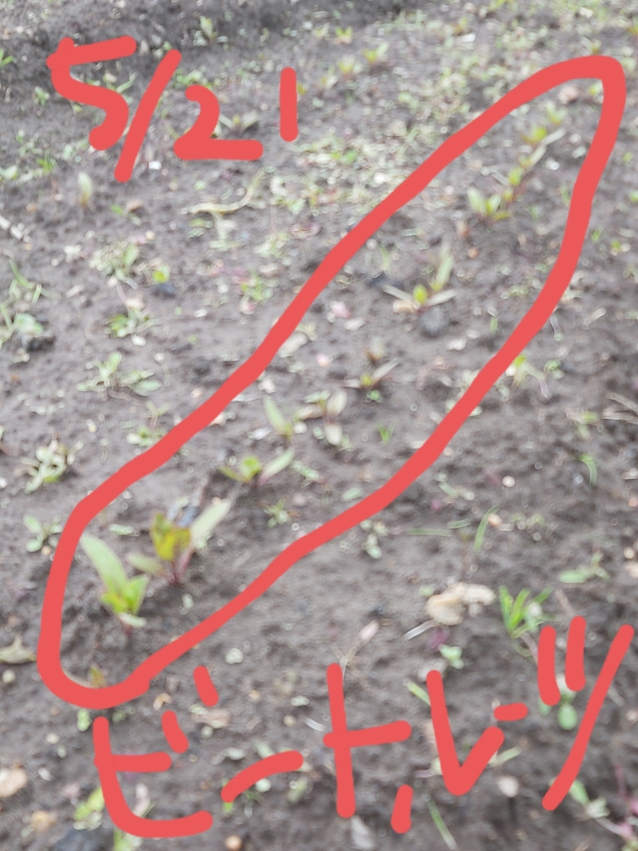f:id:QueSeraSeraEngland:20210521233133j:plain